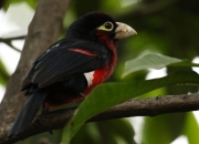 英雄联盟总决赛2025-恩比德一剑封喉，约基奇暗度陈仓—关键回合的两种不手软哲学