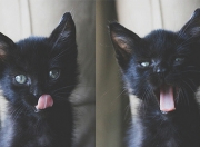 LOL赛事-冰封绝境与烈焰逆袭，38分之夜，保罗关键节点觉醒