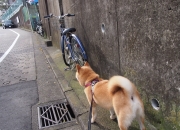 LOL决赛-绿茵场上的双子星，卡拉斯科爆发引领胜利，丹麦团队制霸塞内加尔