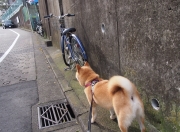 LOL决赛-绿茵场上的双子星，卡拉斯科爆发引领胜利，丹麦团队制霸塞内加尔