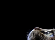 英雄联盟总决赛直播-猛龙鏖战破雄鹿，字母哥关键一击定乾坤