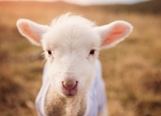 英雄联盟总决赛门票-足球政治的双重变奏，一个存在感的隐喻与一场东亚棋局的终盘