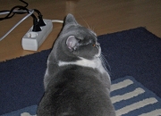 -布伦森狂砍35分统治攻防，猛龙国际赛力克北京队展现实力