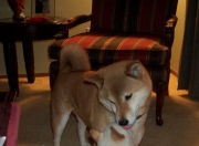 英雄联盟总决赛赛程-伊萨克的诞生，当姆巴佩的巨星光芒被一个无名小卒彻底熄灭