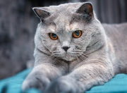 英雄联盟总决赛2025-冰与火之歌，挪威式绞杀下，巴斯托尼的熔岩破冰