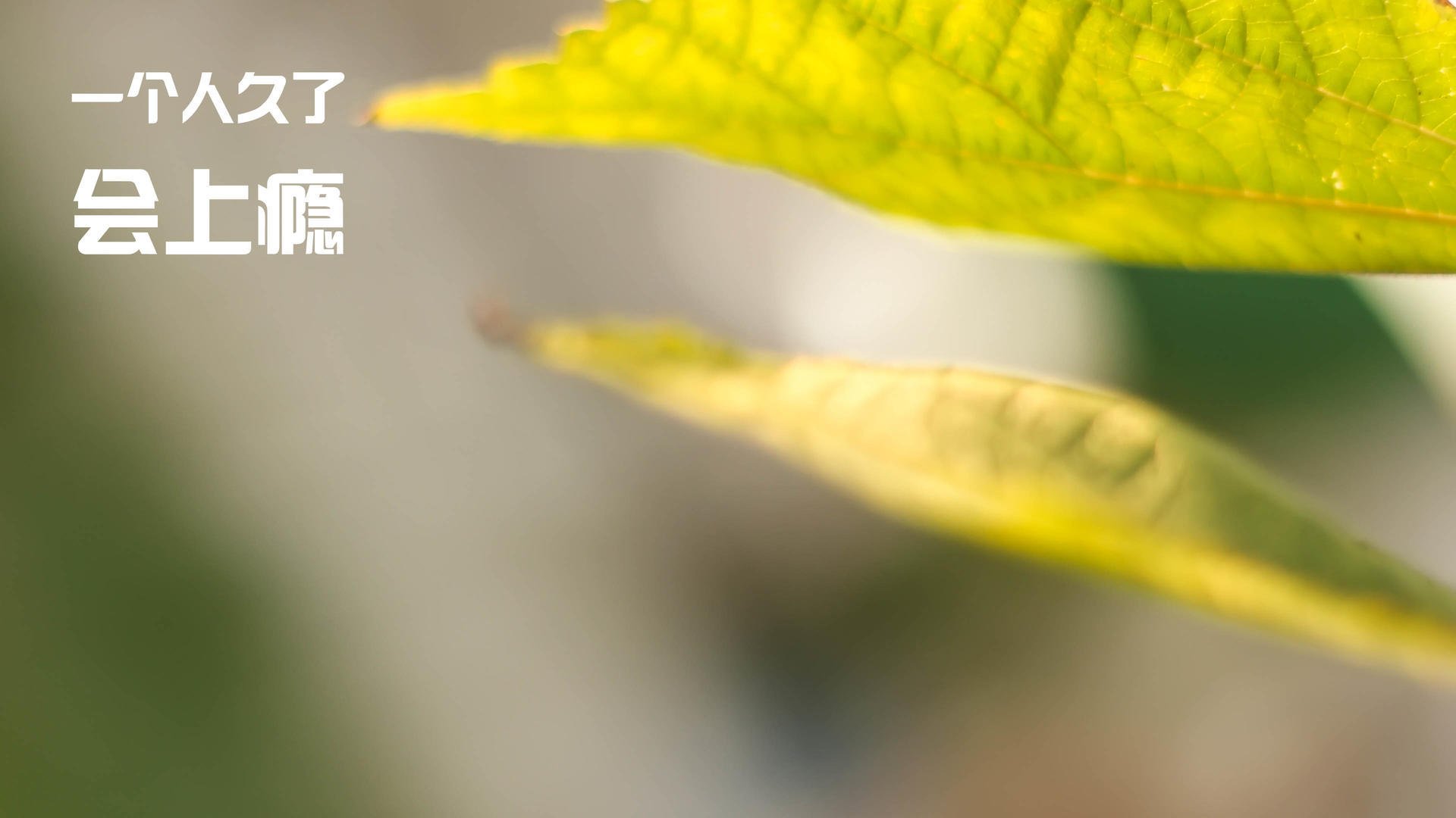 魔术风暴横扫山西，铁壁锡安化身关键先生