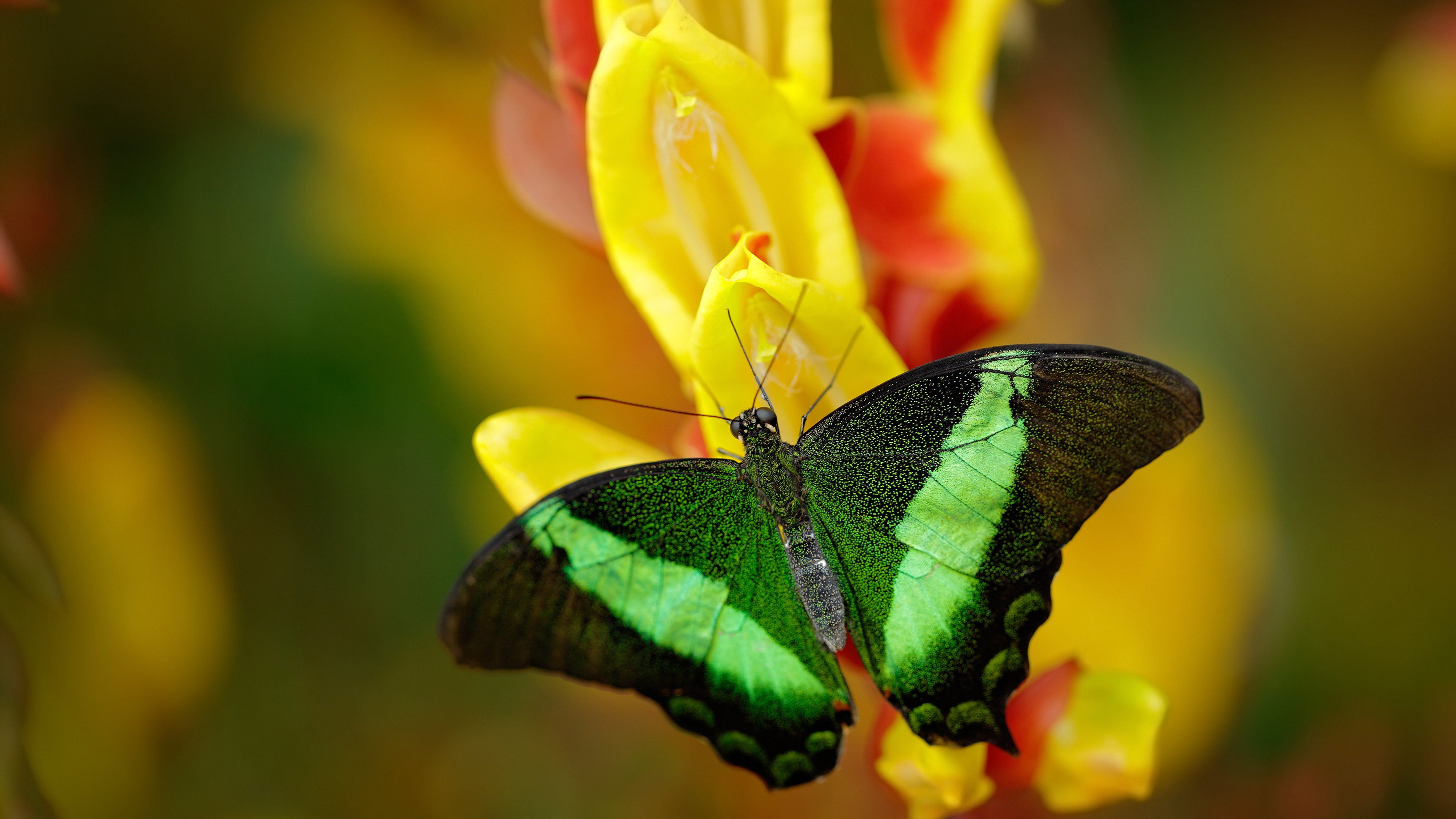 唯一性的见证，斯通斯高光表现引领澳大利亚碾压南非，创历史纪录