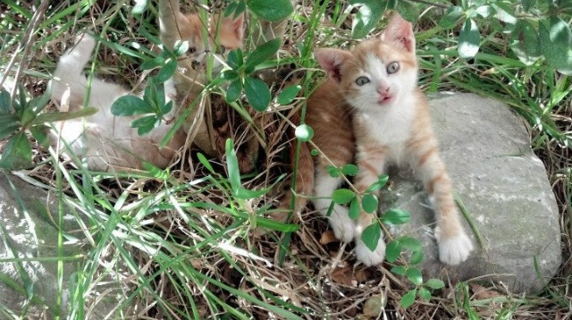 卡瓦哈尔独舞绿茵,委内瑞拉对阵贝蒂斯一役个人能力全解析