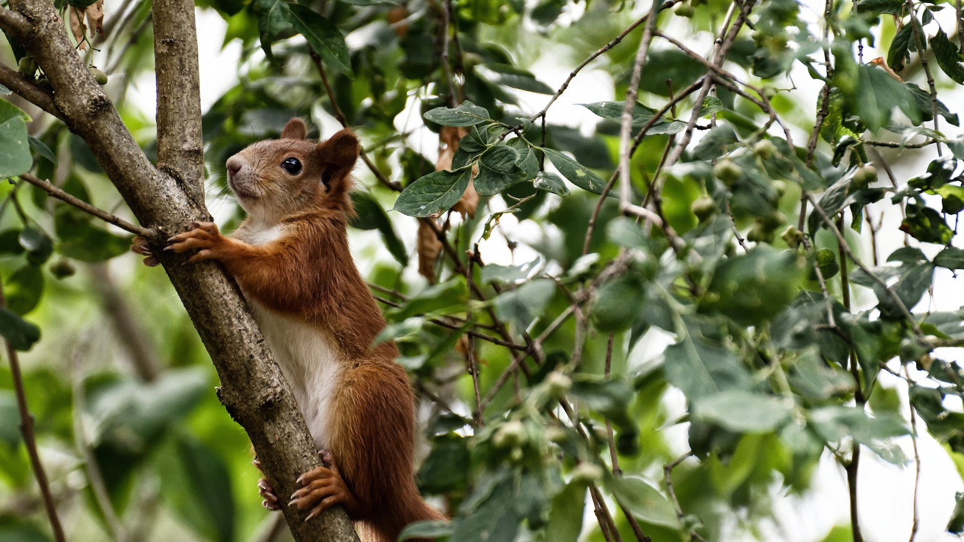 当所有人都在加速,他在重塑时间的河—小贾伦-杰克逊的无声统治
