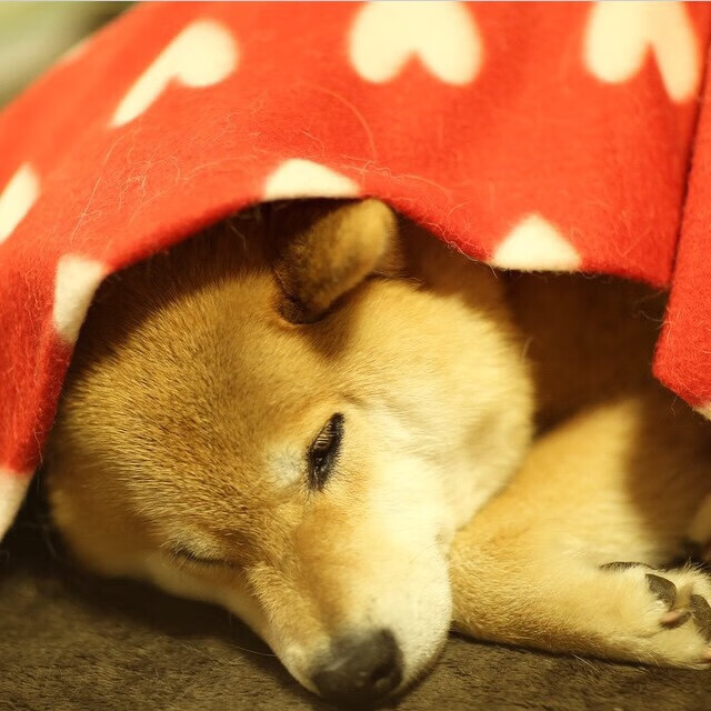 钢铁防线对飓风突袭，世界排名争夺战的战术博弈