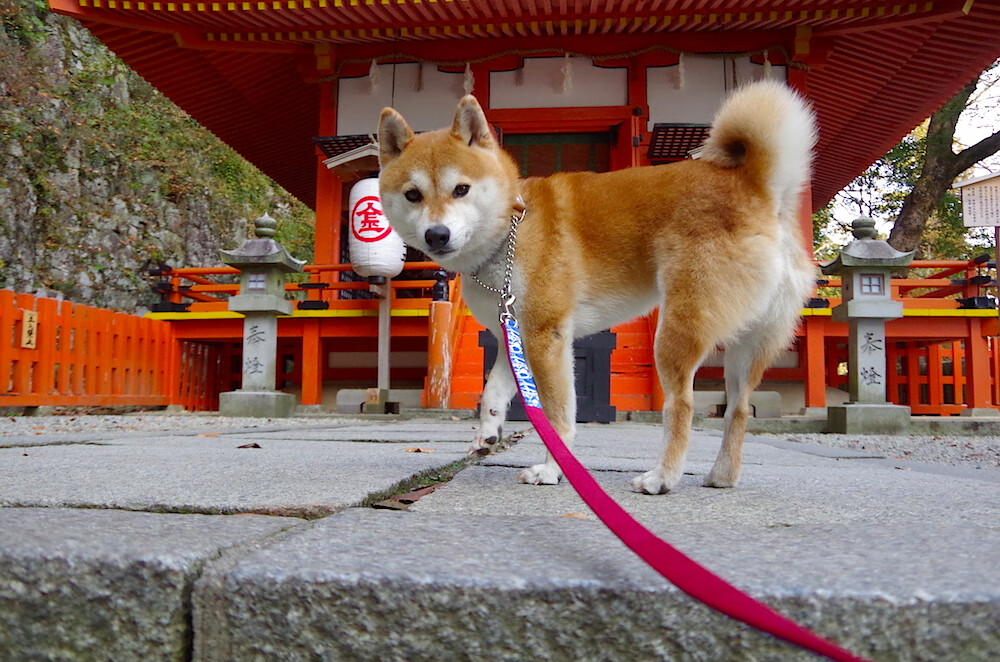 沙砾与徽记，热风如何点燃绿茵—论两种英雄主义的当代共鸣