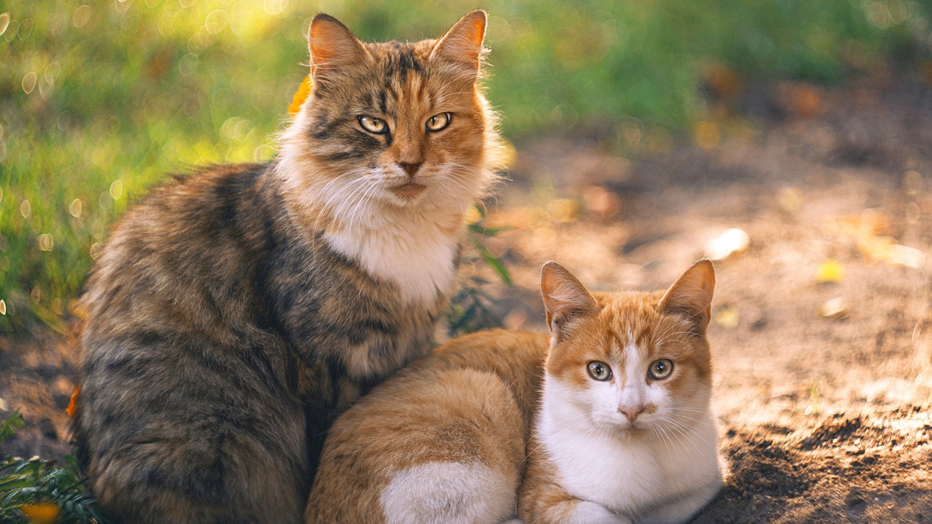 沙砾与徽记，热风如何点燃绿茵—论两种英雄主义的当代共鸣