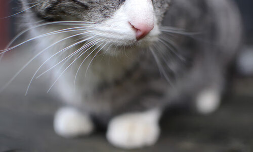 当广厦筑起南墙，锡安化身末节之豹