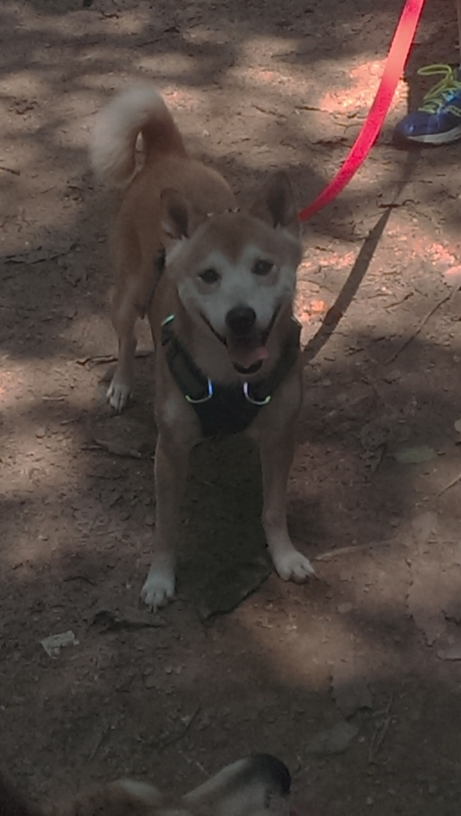 暗夜与刃，门迪如何用双腿定义现代足球的胜负天平