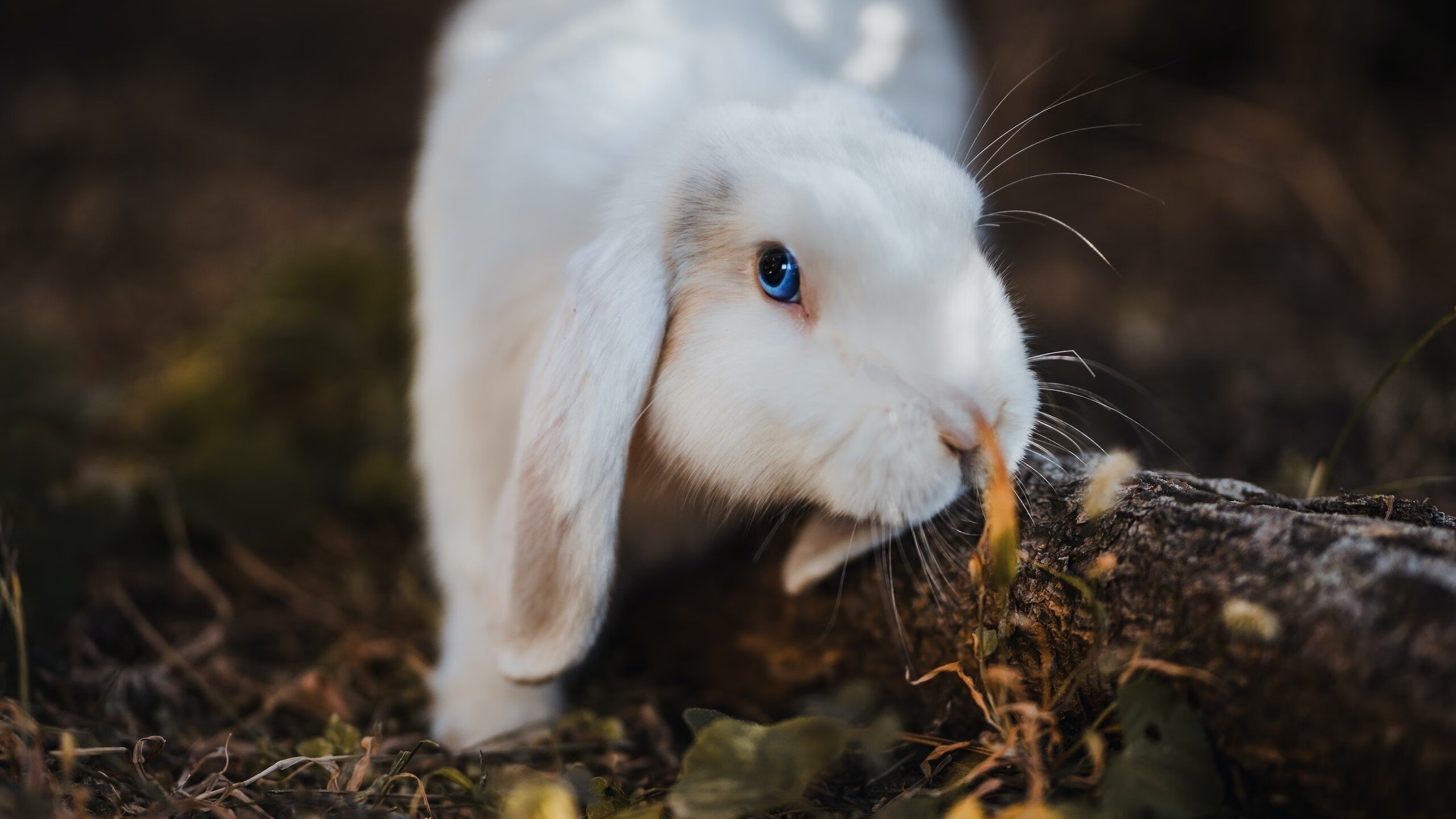 当啤酒洒满绿茵场，友谊赛中的铁血与战术