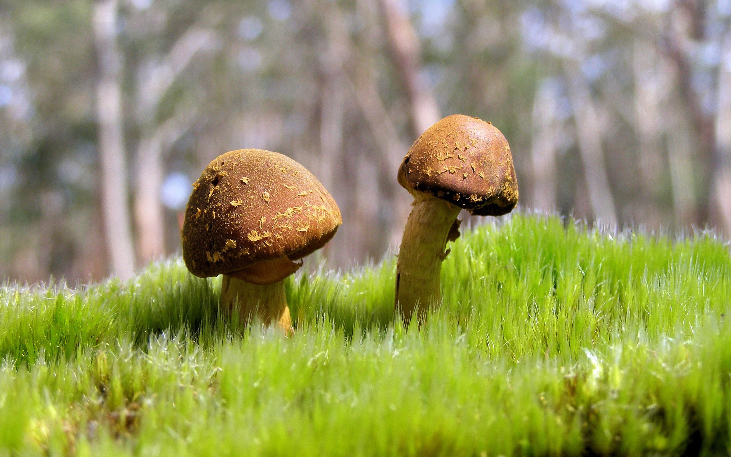 逆袭的叙事，从湾区到米兰，当传统叙事被打破