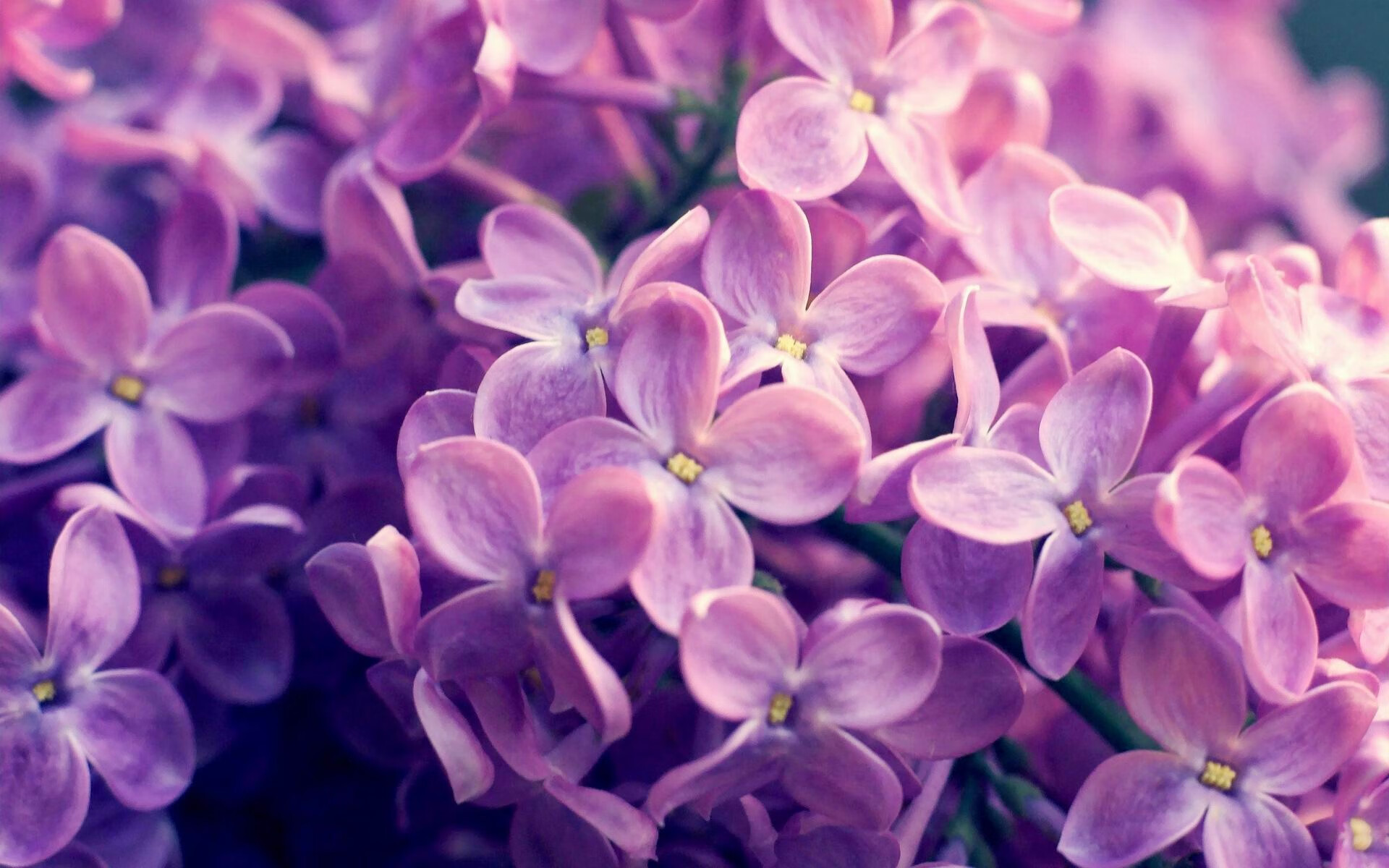 孟菲斯禁飞区,小贾伦筑起叹息之墙,灰熊青年军正面击溃字母哥与雄鹿