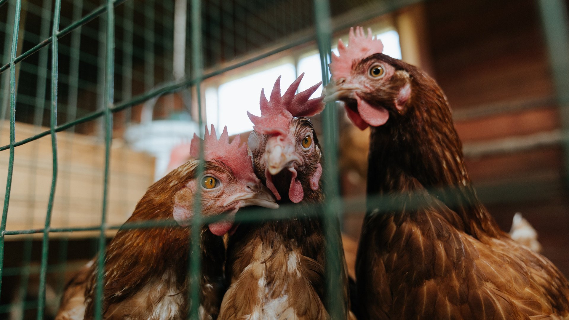 克拉克森式爆发！新疆外援乔治独砍40分，辽宁末节失守