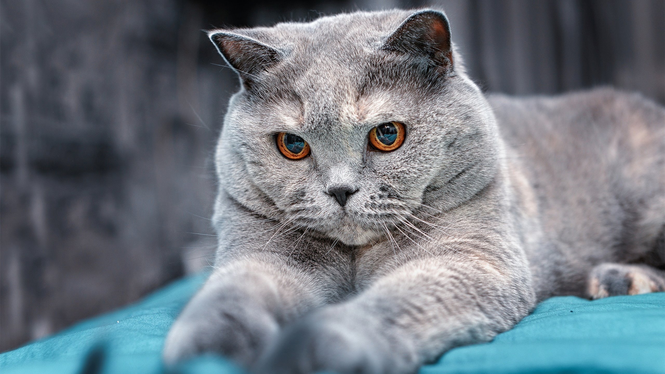 冰与火之歌,挪威式绞杀下,巴斯托尼的熔岩破冰