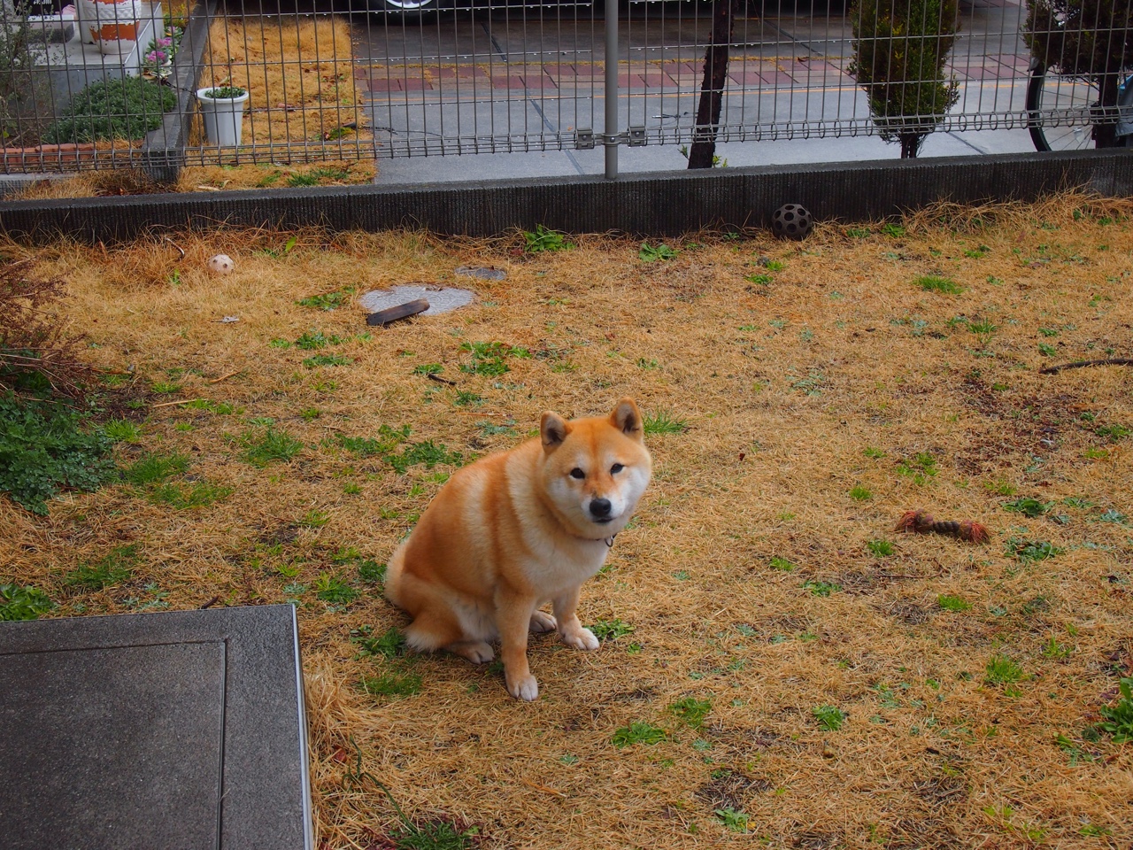 虚拟巅峰,勒沃库森奇迹击溃哥伦比亚,厄德高数据世界接管比赛