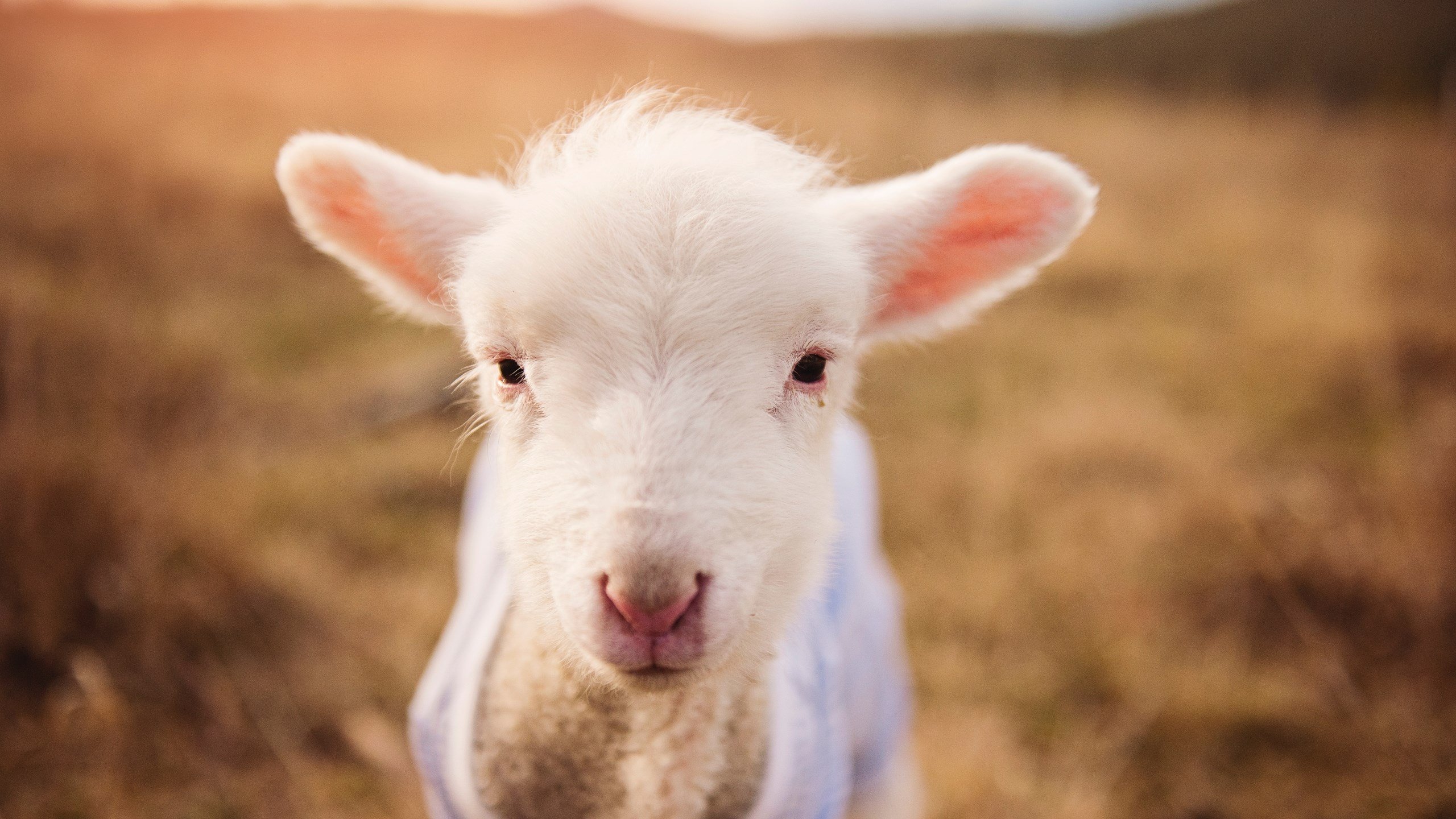 暗夜狂飙,当F1引擎轰鸣遇见恩比德的得分爆炸夜