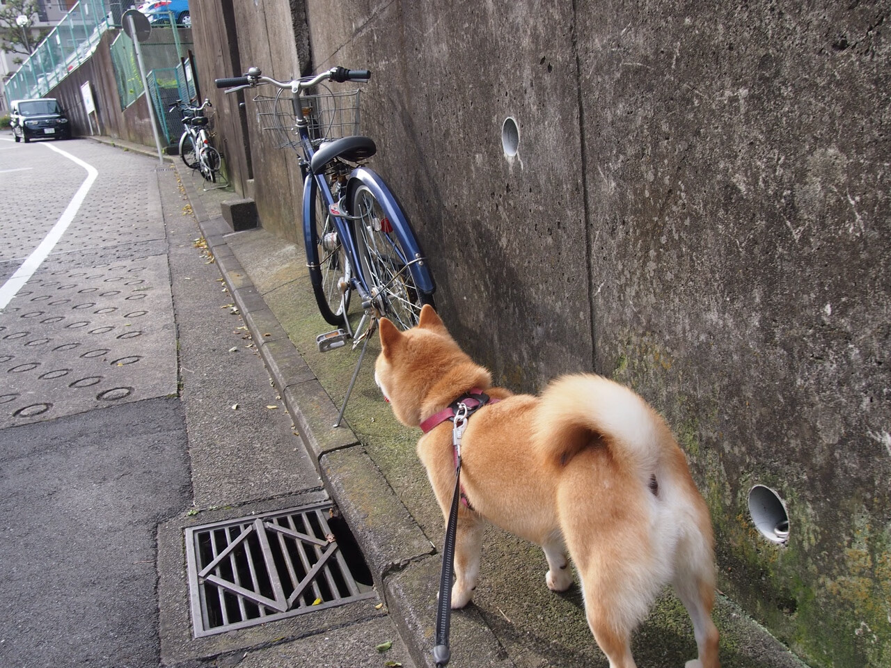 历史性逆袭！沙漠之狐撕碎欧洲铁壁—阿尔及利亚3-0横扫波兰，闪电卡瓦哈尔独造三球彻底打爆防线