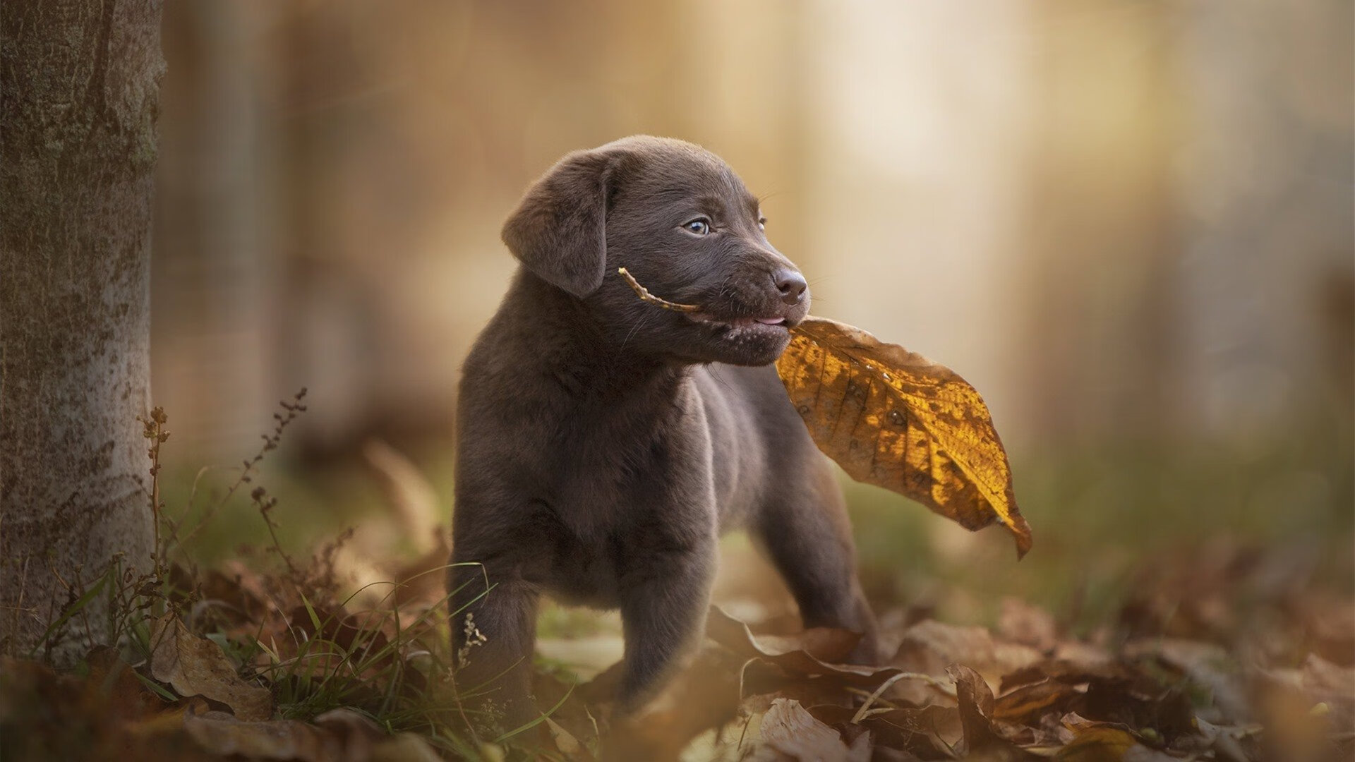 绿焰焚城,美加墨世界杯之夜,杰伦格林比赛走势一手掌控
