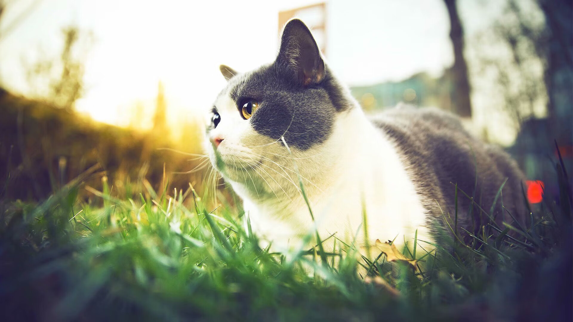 绸缎对钢铁，当浙江队鏖战雄鹿，班凯罗写下大场面新篇