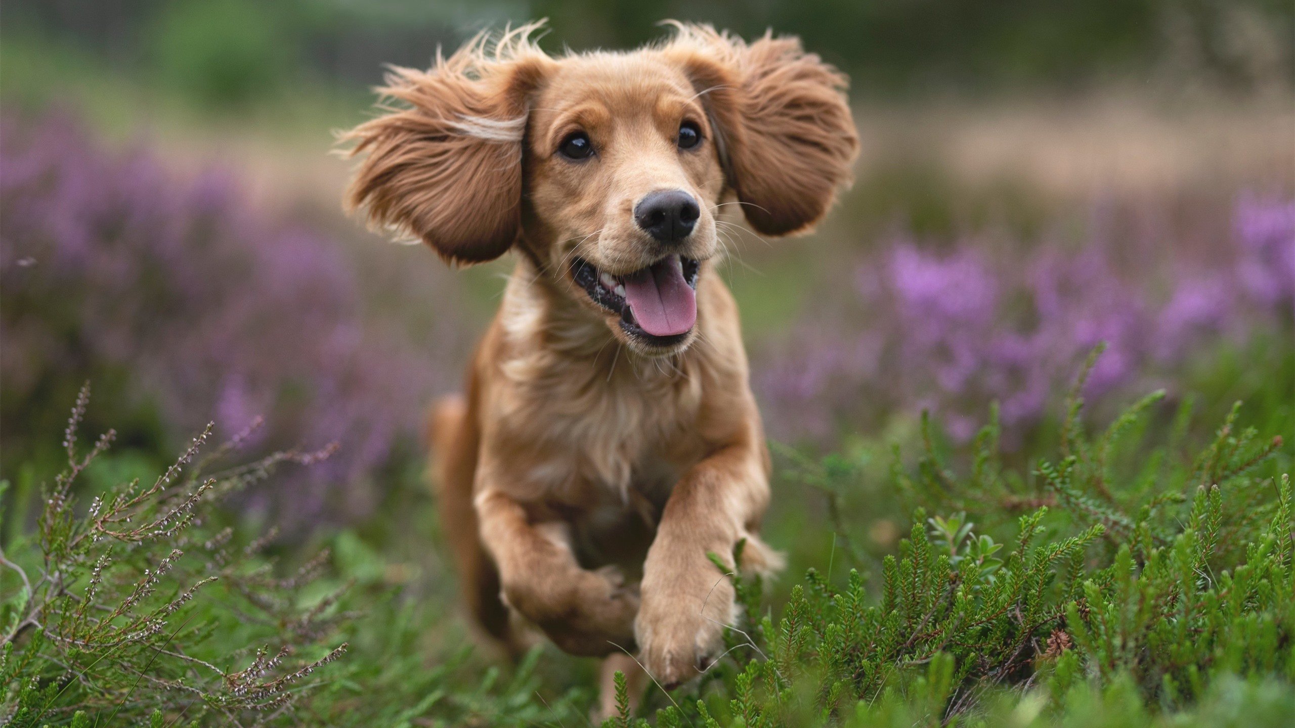 末日?救赎!杰伦·格林压哨绝杀为上海浇铸的唯一性夜晚